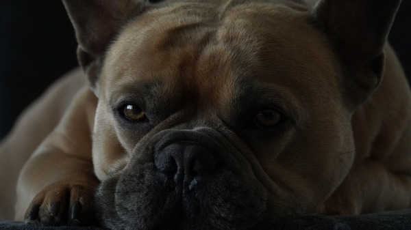 French bulldog on dark background
