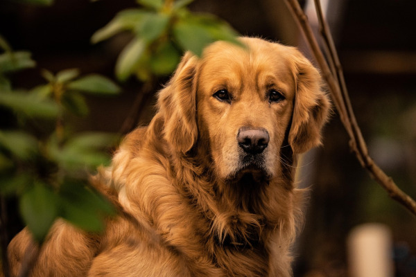 Golden retriever enjoying Royal Barkery treat