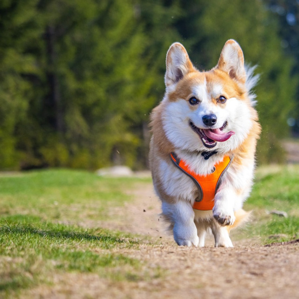 Corgi smiling with treat