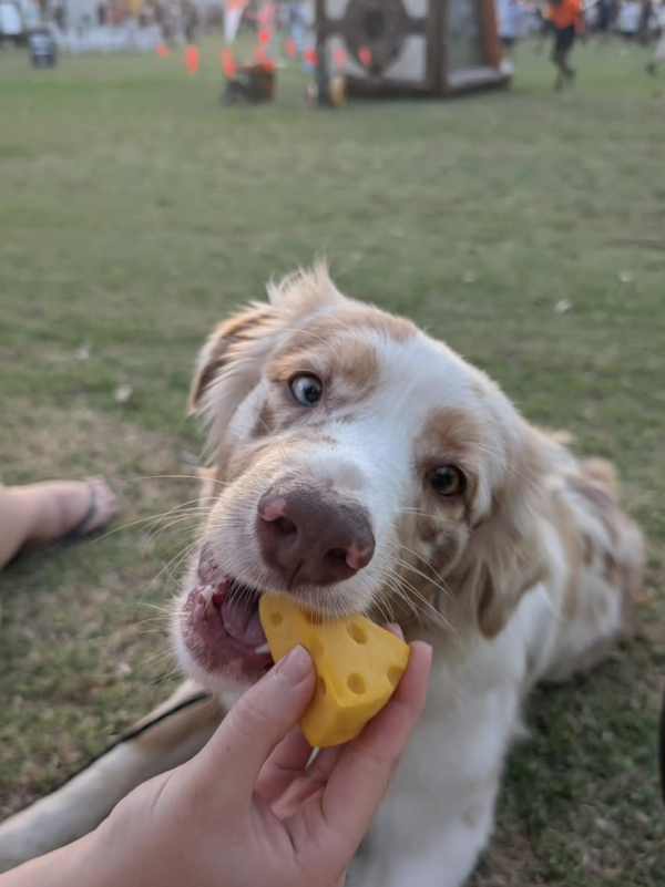 Corgi smiling with treat
